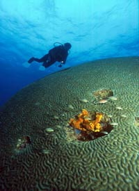 FREE Scuba Diving Offer Tobago Caribbean FREE Scuba Diving Offer Tobago Caribbean